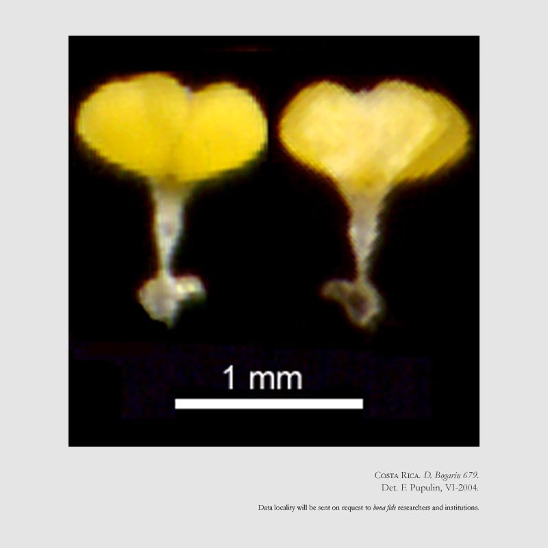 Dichaea amparoana